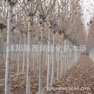 ���ԾG����ľ�е���@�־G��������ͥ�a��������ͩ��ͩ����