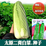 太原二青白菜种子 农田菜园纤维少青麻叶柔嫩白菜籽蔬菜种子