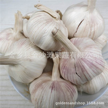 大量提供金乡大蒜 可长期供货  厂家直销红蒜 ，纯白