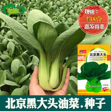 北京黑大头油菜种子 农田菜园可盆栽肉厚鲜嫩青梗菜蔬菜种子