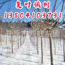 辽宁秋季供应 金叶复叶槭 金叶糖槭 糖槭树小苗 绿化占地树