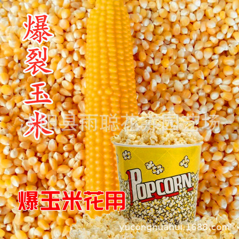 爆米花玉米、爆米花爆裂小玉米籽孑 早熟甜脆可口