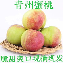 【青州蜜桃老树小冬桃】农家种植脆甜软糯非映霜红5新鲜水果代发