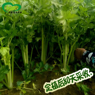 �ļ����۷N�� �r��ˈ@�~���������~Ƭ��G�����۲��߲���