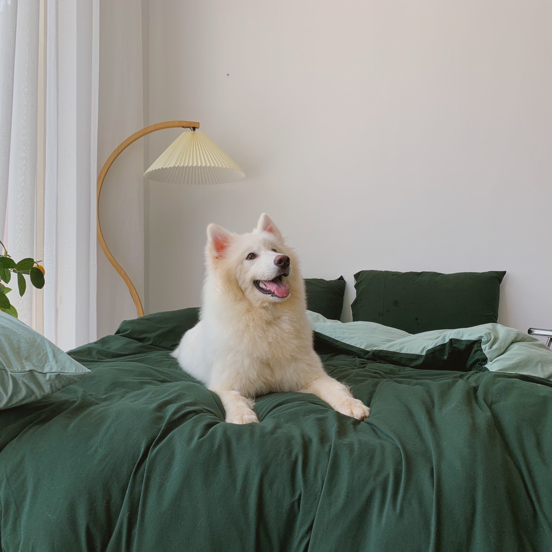 Nórdico ins color sólido simple doble pieza Tianzhu algodón desnudo dormir de punto algodón de cuatro piezas de algodón sábana ajustable 1,8