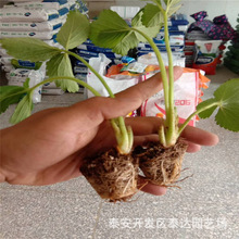 ���ۼt�ݮ�N�� ɽ�|����M���ݮ�N����� Ѩ�P��ݮ��r��