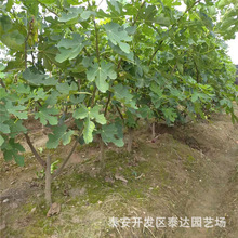 3ֽҟo NֲҎȫƷNҎo