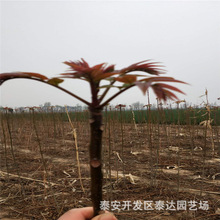 2年红油香椿树苗 占地大棚红芽香椿苗 2公分矮化红油香椿树价格