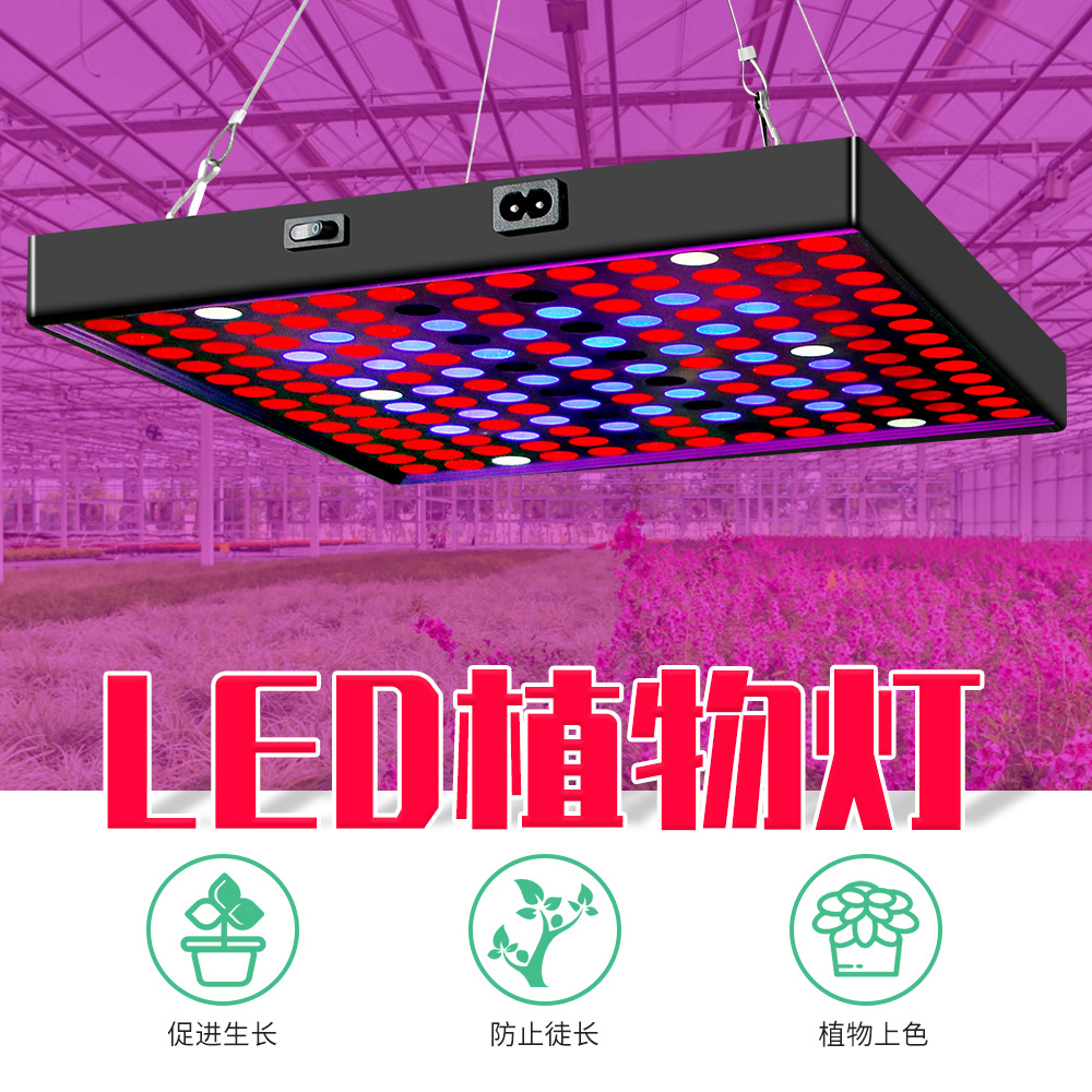 LED quantum lamp