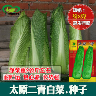 ̫ԭ����ײ˷N�Ӽ�ͥ�r���̨�ˈ@���� �߲˷N�����l