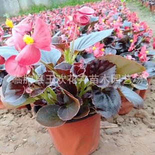 �r��ݻ��������l  �ļ����Ļ��� �ļ��ﺣ�� õ�庣�������ԷNֲ