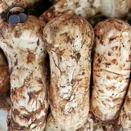 其他干货;冷冻蔬菜;羊肚菌