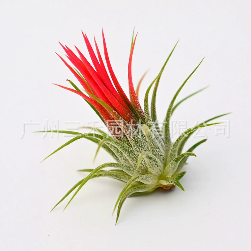 Воздушный ананас Ленивое Беспочвенное растение Fuguo Elf Базовая ферма Прямые волосы Зеленое растение Цветы в горшке