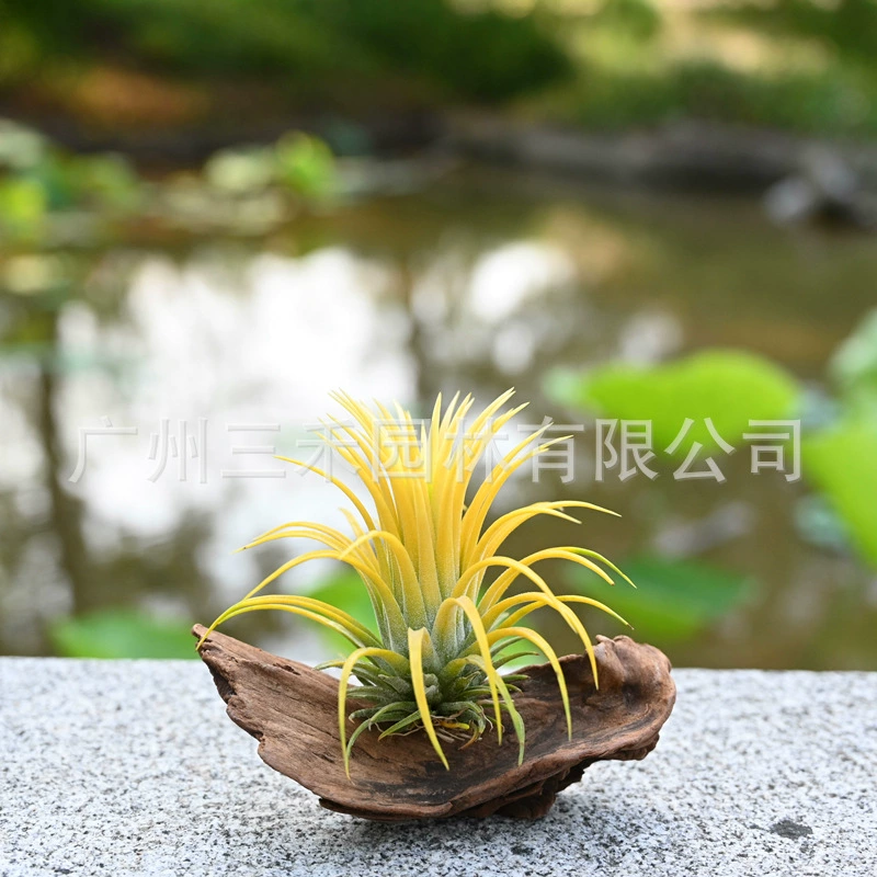 Воздушный Ананас Ленивое Беспочвенное Растение Друид Желтый Эльф Базовая Ферма Прямые Волосы Зеленое Растение Цветы в Горшке