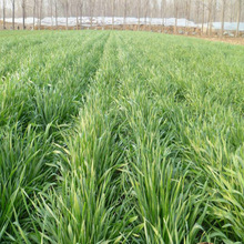 ���l���ݷN�Ӷ���70�N�Ѻ����ݷN���ͺ��i��ţ�u�۳�Ʒ�N�Rȫ����