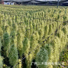 空气凤梨无土植物空气草松萝老人须西班牙苔藓基地农场直发绿花卉