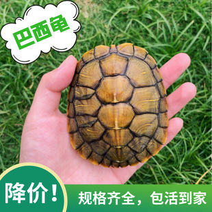 ����������������������w����������Gë���^�p���l�[�ؔ����l