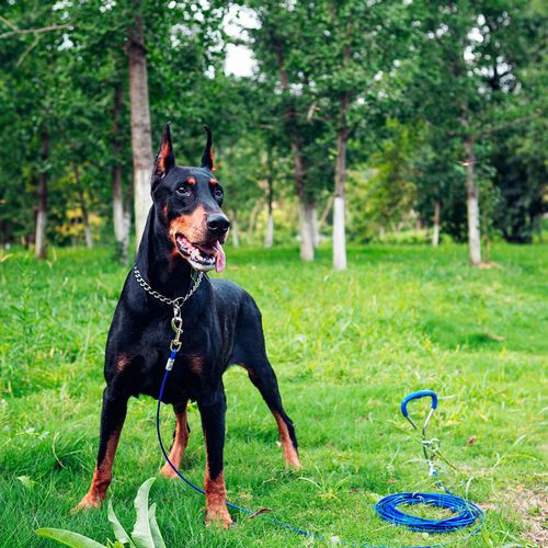 Dog ground pile, steel wire, pet fixed rope, dog leash, thickened dog pile, wire rope, fixed ground nail, pet supplies
