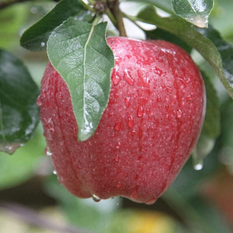 Gansu Tianshui Huaniu Apple Snake Red Pink Noodles Sand Sweet Baby Food Complementary Food Fruit Scraping Mud Baby Old Man Eats Noodles Apple