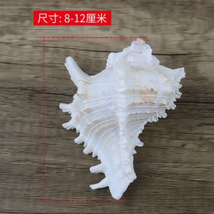 ˮ��؛Դ8-12CM��Ȼǧ�����~�쾰�� �󺣵���ؐ���������lһ��