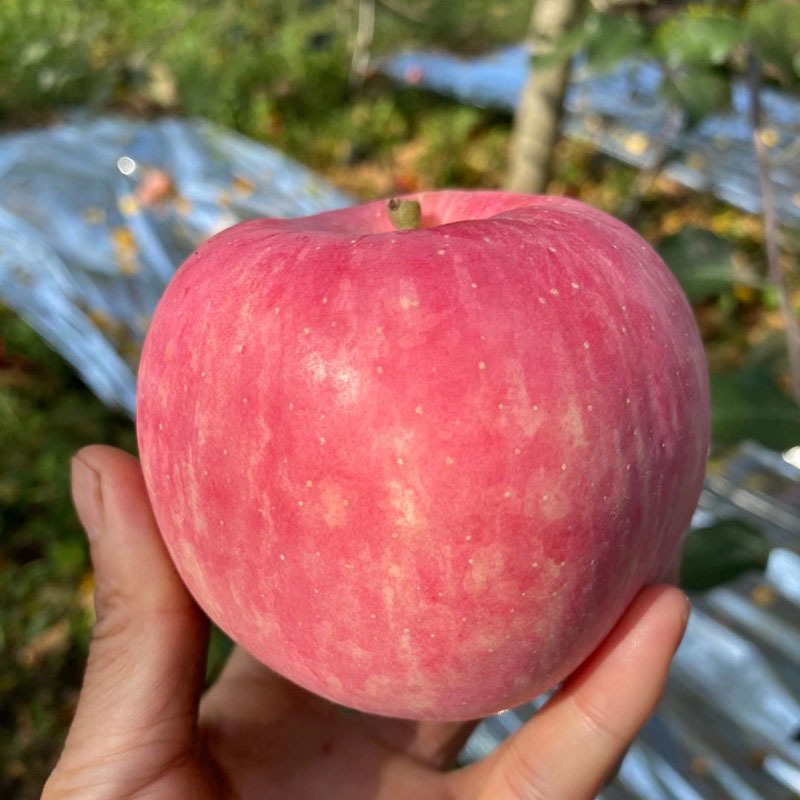 Shaanxi Lique Red Fuji Apples, Seasonal Fresh Apples, Red Fuji Apples, Fresh Shaanxi Apples, Dropshipping Available Shaanxi Lique Red Fuji Apples, Seasonal Fresh Apples, Red Fuji Apples, Fresh Shaanxi Apples, Dropshipping Available