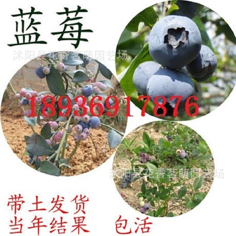 Результаты Саженцы плодовых деревьев черники в горшке реальный выстрел черники три года рассады исходной почвы доставки