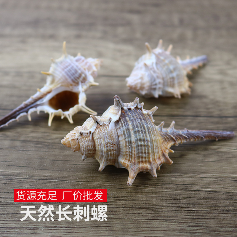 Wholesale natural long snail small snail witch bone snail shell conch DIY shooting props fish tank landscaping decoration Wholesale natural long snail small snail witch bone snail shell conch DIY shooting props fish tank landscaping decoration
