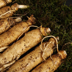 Bad ginseng package pays Northeast Changbai Mountain freshly dug fresh ginseng garden ginseng with soil fresh ginseng soup cooking wine multi specifications