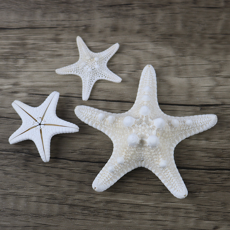 Natural Conch Shell Steamed Bread Five Fingers Overlord Starfish Mediterranean Platform Decorations Wall Ornaments Collection Wholesale