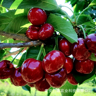 ������Ҙ���F؛���l܇���ә��Ҙ�������ă�����Ҙ��繩��