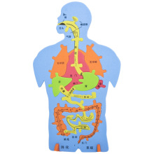 EVA科技小制作内脏拼图模型科学实验认知大号人体器官DIY消化系统
