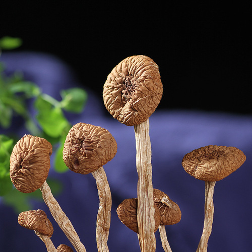 Yunnan, Yunnan and Fujian people's edible mushrooms are firm and tender, 100g packaged, commercially available, ultra-dry tea tree mushrooms