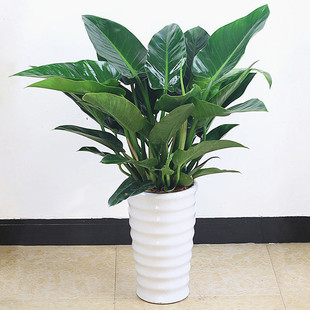Indoor Large Green Plants, Large-Leaf Gold Diamond Potted Plants, Evergreen All Year Round, Air Purifying Indoor Flower Potted Plants