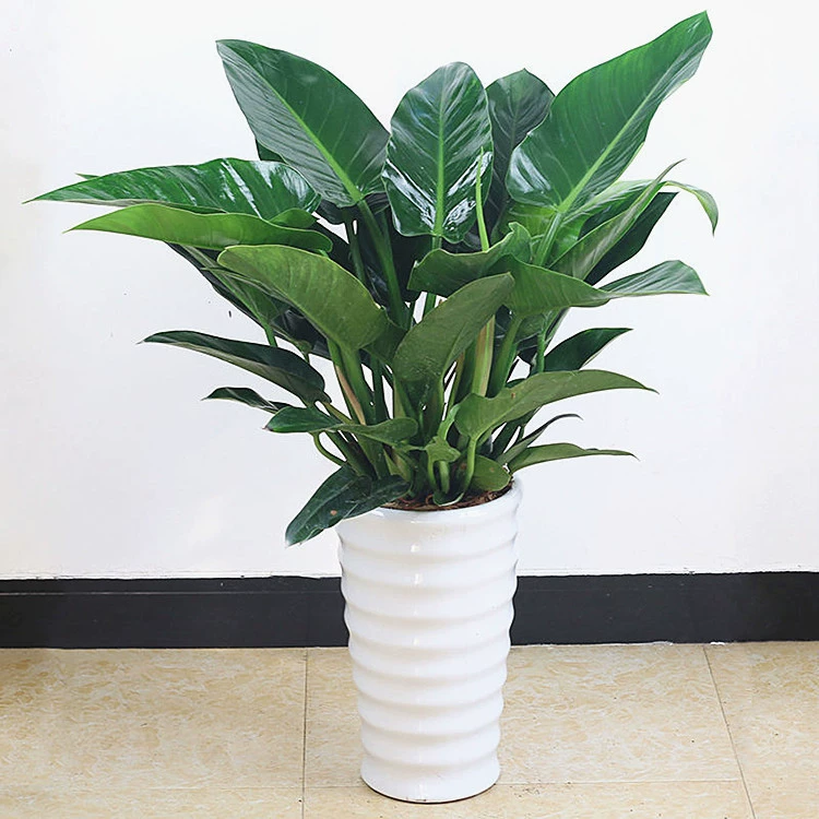 Крытое большое зеленое растение Big Leaf Gold Diamond Горшечное растение Четыре сезона Вечнозеленый очищенный воздух Комнатное цветочное растение в горшке