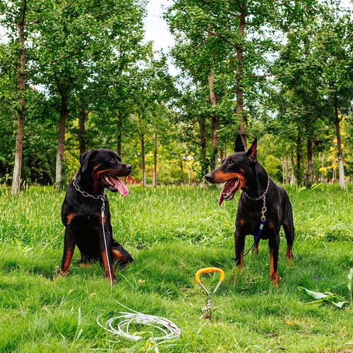 Dog ground pile, steel wire, pet fixed rope, dog leash, thickened dog pile, wire rope, fixed ground nail, pet supplies