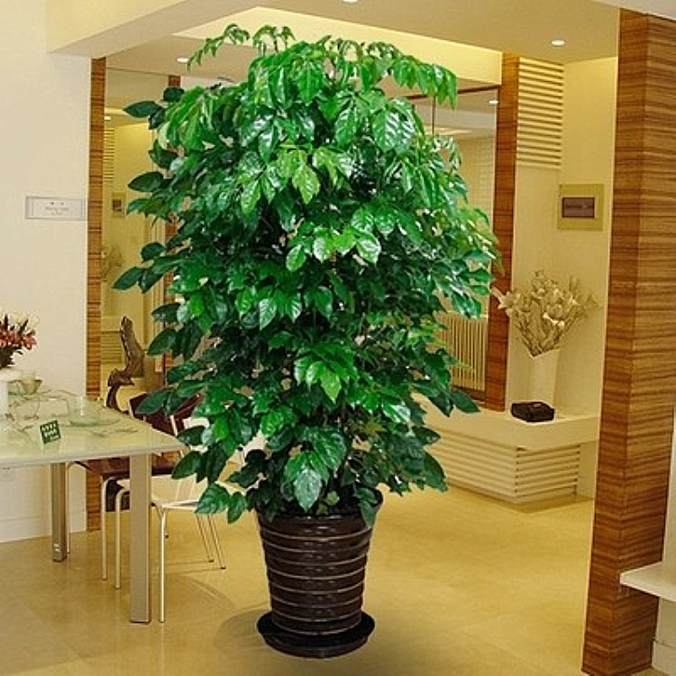 Happy Tree Potted Plants Large Green Plant Happy Tree Living Room…