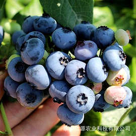 蓝莓苗 薄雾蓝莓苗基地价格 蓝丰蓝莓苗批发销售 蓝莓苗果树苗