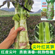 ���ϷN�I�t�n�S�N���ļ��n�Ĳ˷N���ͺ��C�S�N���ﶬ�߲˲��ѹ�˾