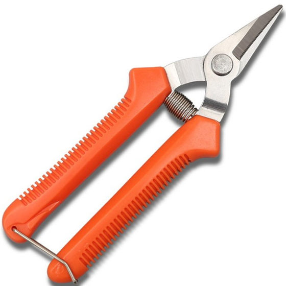 Stainless steel grape scissors pointed fruit scissors garden finishing scissors fruit tree scissors prickly ash picking fruit scissors bonsai pruning