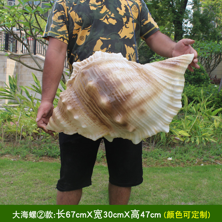 Conch ② كبير