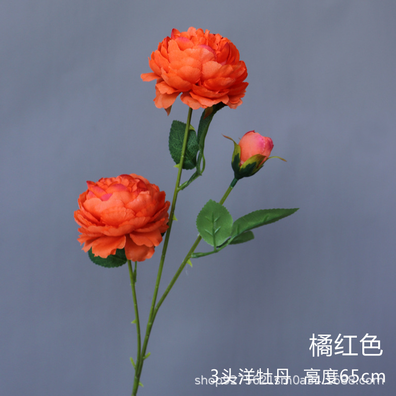 바다 모란 암호화-오렌지