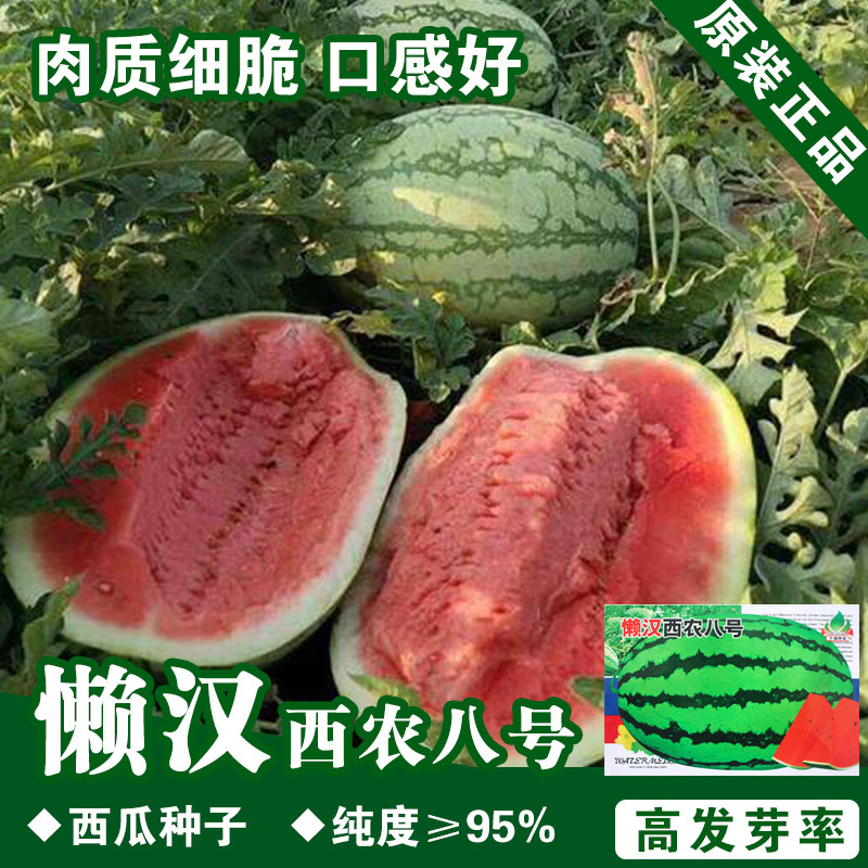 Watermelon Seeds Watermelon Seeds Fruit Seeds Watermelon Seeds Melon Fruit and Vegetable Seeds Rapeseed Wholesale Company