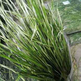 ����Ħ����1000����؈��������m�i��ݸɲ������üZ�����ø��w�S