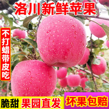陕西红富士苹果非阿克苏苹果洛川红富士新鲜水果产地直发批发