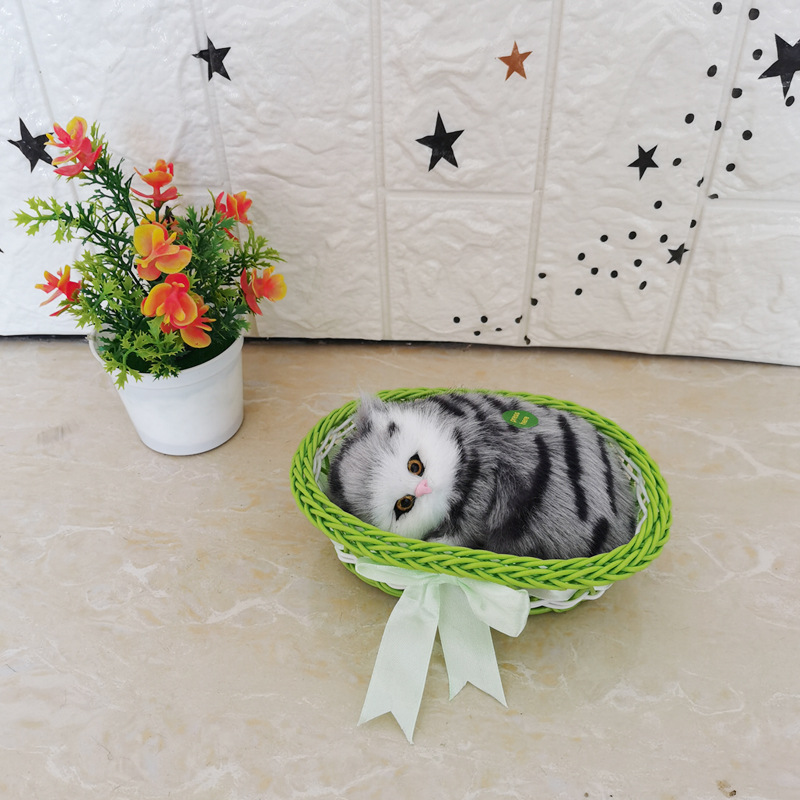 그것은 커다란 녹색 상자 사향 고양이라고 불린다.