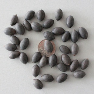 Оптовые семена семян лотоса гидропонный лотос, семена цветной капусты, семена водных растений, не спящие семена лотоса