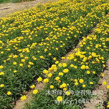 �󻨽��u�շN���ļ��NҰ�ջ��N�ӻ����G���������޸����ݷN��