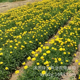 种子;草种子;草坪
