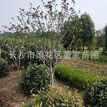 ���س��� �ΗUľ�� ����ľ�� ���̾G���໨ֲ��ľ�Ș��������l