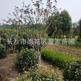 ���س��� �ΗUľ�� ����ľ�� ���̾G���໨ֲ��ľ�Ș��������l